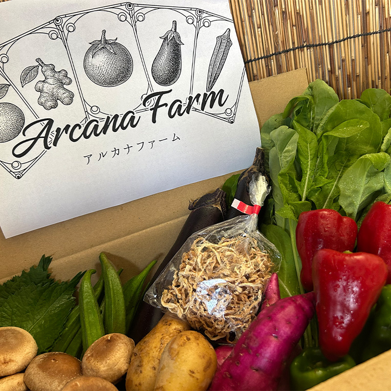 【6回定期便】こだわりの新鮮野菜セット 8~11品目 | 野菜セット 新鮮 野菜 人気 季節の野菜 おすすめ 高知県 南国市