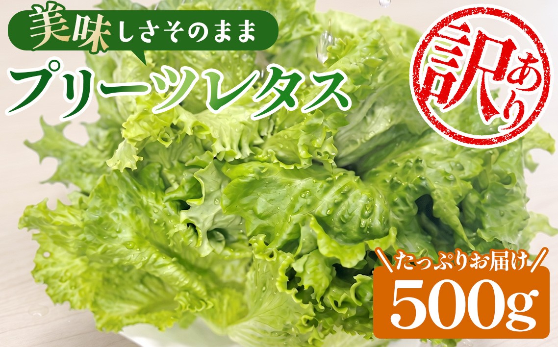 
                  不揃いのレタスたち（プリーツレタス）500g×1袋 ／ 野菜 緑黄色野菜 βカロテン シャキシャキ 食感 サラダ 不揃いレタス 野菜 サラダ用 野菜素材 シャキシャキ ふんわり 食感 新鮮 葉物野菜 千葉県 No.013
                