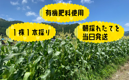 【先行予約】とうもろこし 10本 おおもの 黄色 朝採り【2024年7月上旬より順次発送】[A-002024]