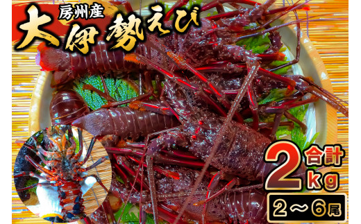 房州産大伊勢えび　約2kg mi0014-0004