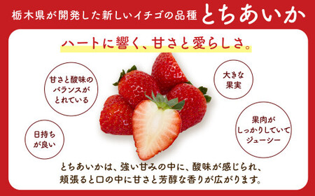 「訳あり」とちあいか 260g×2パック 1パック9粒〜11粒入り（Lまたは2Lサイズ） ｜ 訳あり とちあいか いちご 苺 栃木県 果物 フルーツ ※北海道・沖縄・離島への配送不可 ※2026年1月