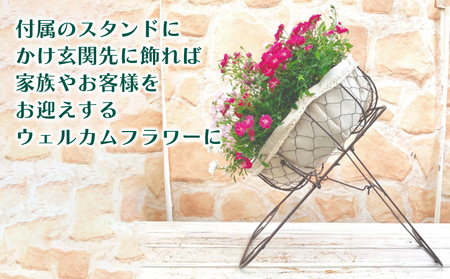 お花 ウェルカムレンゲローズ 四季咲き ミニ バラ ギフト プレゼント 癒やし フラワーインテリア ガーデニング [4565553]