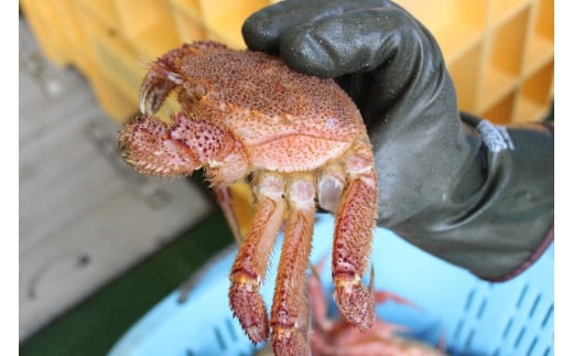 【訳あり】【令和9年発送】三陸産！活毛ガニ 5kg【08】【2027年2月～4月発送】【配送日指定不可】