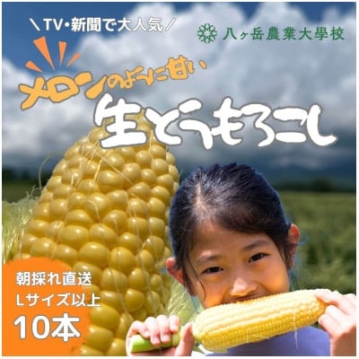 
            ＜先行予約＞メロンのように甘い 生とうもろこし 10本　「味来」「サニーショコラ」【1643138】
          
