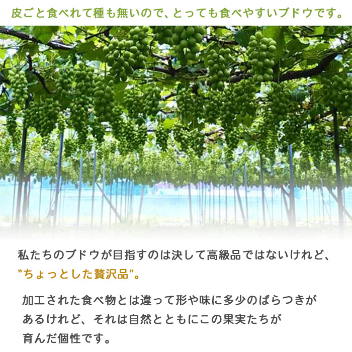 ＜旬のブドウ　西予市産　シャインマスカット　約2kg＞ 果物 フルーツ ぶどう 葡萄 種無し たねなし 季節限定 りの果樹園 愛媛県