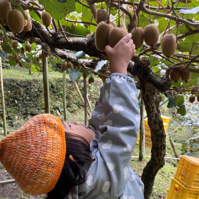 ふるさと納税 八幡浜市 愛媛県八幡浜産キウイフルーツ(3kg)【C81-1】 |  | 01