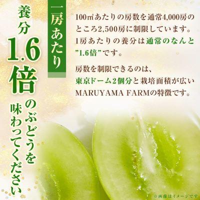 ふるさと納税 山梨市 【発送月固定定期便】【農林水産大臣賞受賞!!】山梨の白桃とシャインマスカットの全2回　各1kg以上 |  | 03