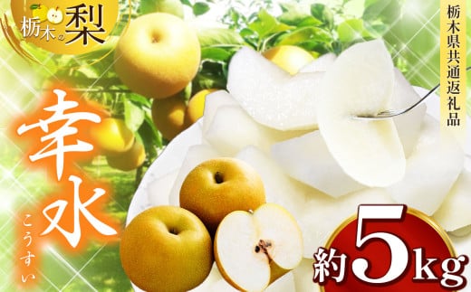 【先行予約】 栃木県産 幸水 約 5kg| ナシ 梨 なし 栃木県共通返礼品 栃木県 真岡市 ふるさと納税 送料無料 