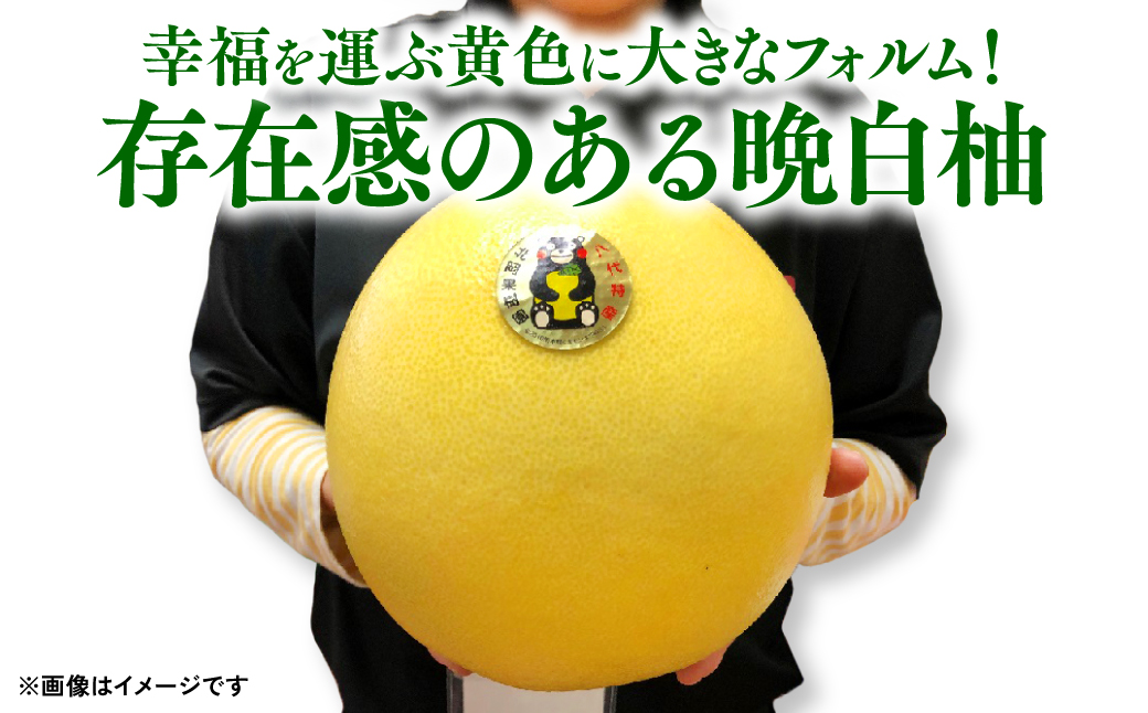【先行予約】 八代 特産 晩白柚 （ばんぺいゆ）Lサイズ 3玉 柑橘 果物 フルーツ 熊本県産 ばんぺいゆ フルーツ 柑橘 特産品 【2025年12月上旬より順次発送】