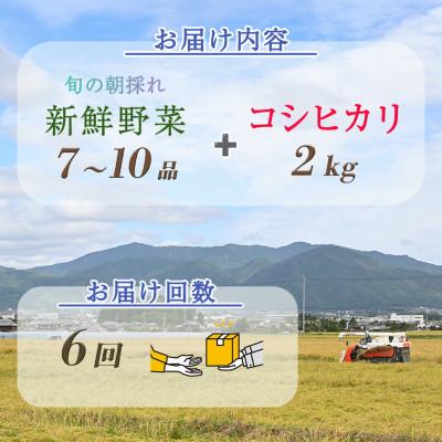 ふるさと納税 亀岡市 【毎月定期便】訳あり 農家直送!旬の野菜7〜10品+コシヒカリ2kg 詰め合わせセット全6回 |  | 01