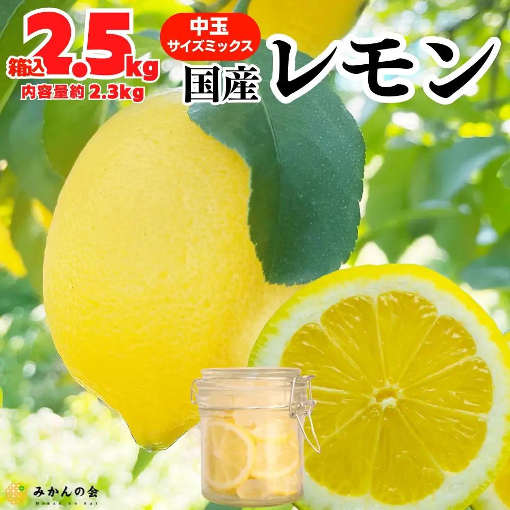 レモン 中玉 国産 箱込2.5kg(内容量約2.3kg) 秀品 L 2L 3L サイズミックス 和歌山県有田産 【みかんの会】
