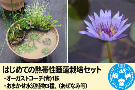 はじめての熱帯性睡蓮栽培セット（オーガストコーチ(青)1株、おまかせ水辺植物3種、あぜなみ等）《説明書付》
