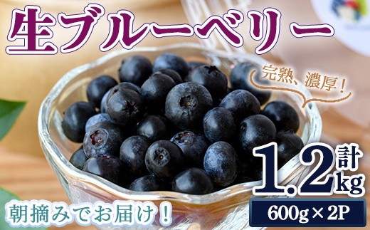 【期間限定】完熟、濃厚生ブルーベリー1.2kg ブルーベリー 果物 フルーツ 青果物 クール便 スムージー ヨーグルト おやつ 【奥久慈 まほろばの郷 ふれあい農園】【ho1526】