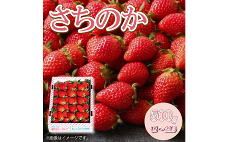 いちご さちのか 500g S～2L 【 いちご 】 予約