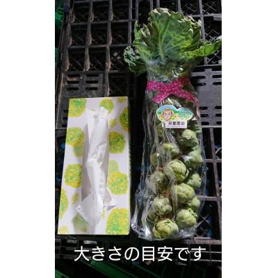 ふるさと納税 秦野市 〈2025年12月から発送予定〉おうち de 収穫体験　株ごと芽キャベツ2株 from名水の里 秦野