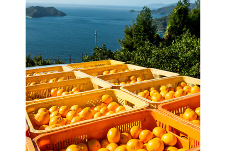 飲みやすいスタンドタイプ 愛媛まるごとゼリー 3種15個 ※離島への配送不可 IKTF027