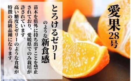 【早期予約受付中！2024年12月～順次発送】二種のみかん食べ比べ箱 愛果28号・はれひめ(家庭用) 約 2.8kg  （愛媛 みかん 蜜柑 みかんセット 蜜柑セット 果物 みかん 蜜柑）【PT022