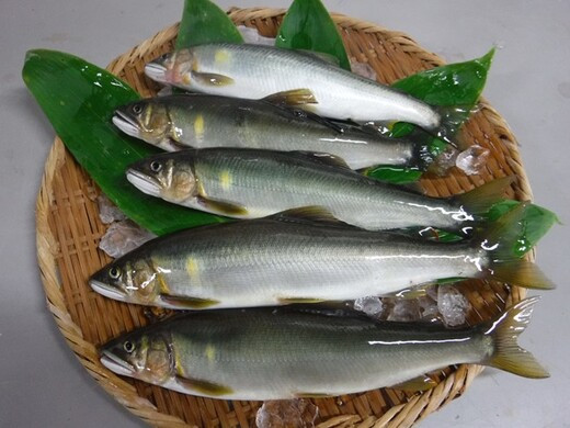 
四万十川上流 の 天然 釣り鮎 1kg 【 冷蔵 5～18尾 】 鮎 あゆ アユ 川魚 高知県 四万十
