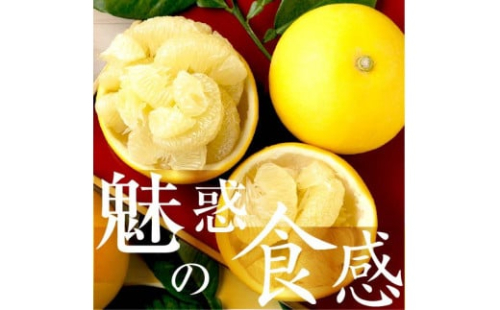 【先行予約】☆至高の柑橘　高知産 土佐文旦☆ 3L 17玉入【家庭用】〈2027年1月下旬頃より順次発送〉 柑橘 フルーツ 先行予約 ぶんたん ブンタン 果物 お取り寄せ【TAMURAKAJUEN】