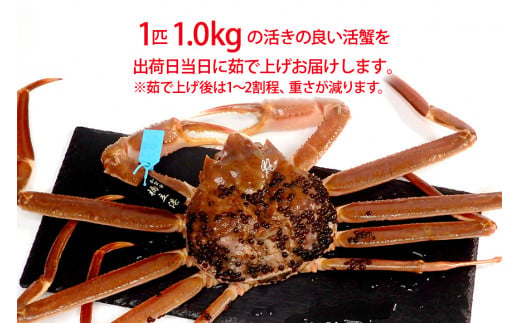 【11月10日～12月15日発送】【先行予約】【冷蔵発送】石川県産 加能かに ズワイガニ ( 産地証明タグ付 ) 茹で上げ前重量 約1.0kg 1匹 特大サイズ F6P-2759