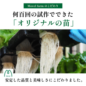 無農薬 レタス (2種類1.3kg) 無農薬野菜 MBF001
