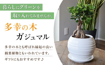 観葉植物 ガジュマル 多幸の木 ボール形 陶器 鉢 （白） / 観葉 植物 インテリア おしゃれ プレゼント / 大村市 /琴花園[ACYK008]
