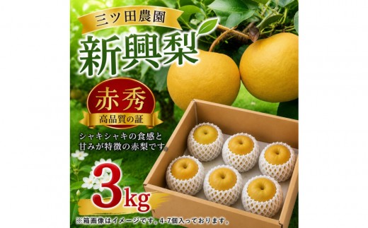 三ツ田農園 新興梨(赤秀)3kg(10月上旬から発送）｜鳥取県 梨 なし 新興 しんこう 期間限定 送料無料 鳥取 三朝町　旬　和梨　ナシ　果物フルーツ　くだもの　ギフト　国産　期間限定　季節限定 産地直送　新鮮　新興梨　鳥取県産梨　フレッシュ　お取り寄せ　贈答品