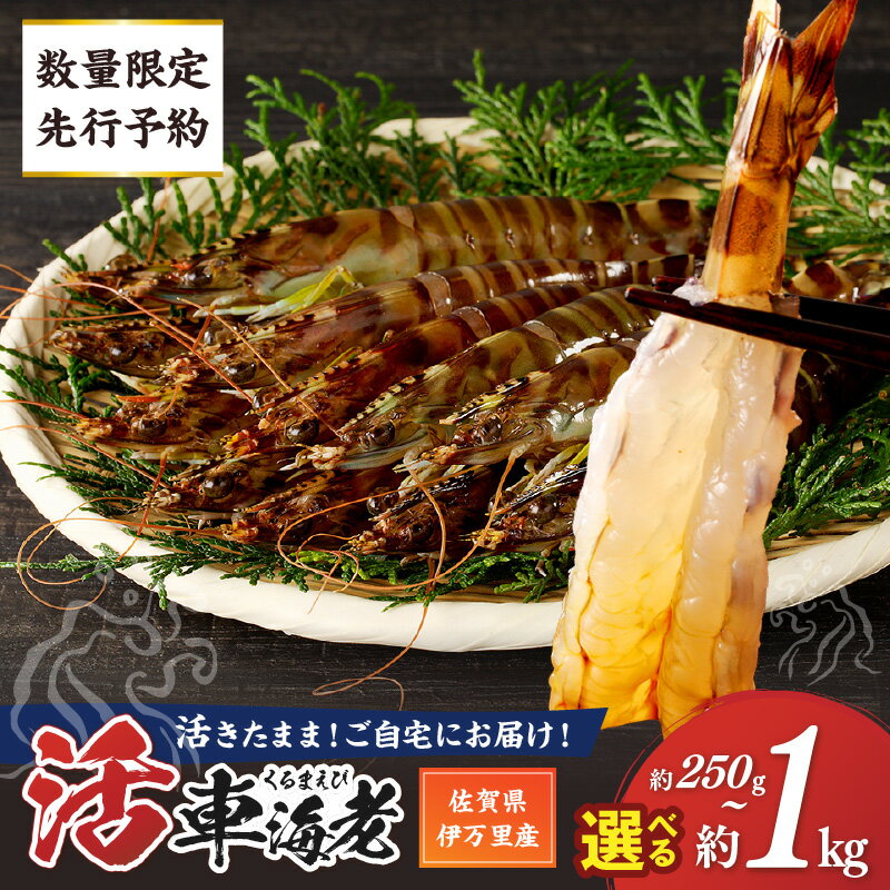 【ふるさと納税】【12月配送可能】【数量限定 先行予約】活車海老 指定日可能（12月1日から配送開始）＜容量が選べる／250g・375g・500g・1kg＞ 【 くるまえび 活き 生きたまま 甲殻類 海鮮 魚介類 シーフード 生食 】