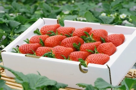 【3回定期便】【来シーズン予約受付】数量限定 幻の京都亀岡産 高級いちご【女峰】1箱分×3回定期便 ※化学肥料・農薬極力不使用《イチゴ 苺 いちご フルーツ 農家直送》 ※2026年1月中旬～5月下旬