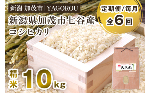 【令和8年産新米先行予約】【定期便6ヶ月毎月お届け】新潟県加茂市 七谷産コシヒカリ 精米10kg 《10月上旬～順次出荷》  新潟産コシヒカリ 豊かな山水で育った天水米 加茂市 YAGOROU ヤゴロウ
