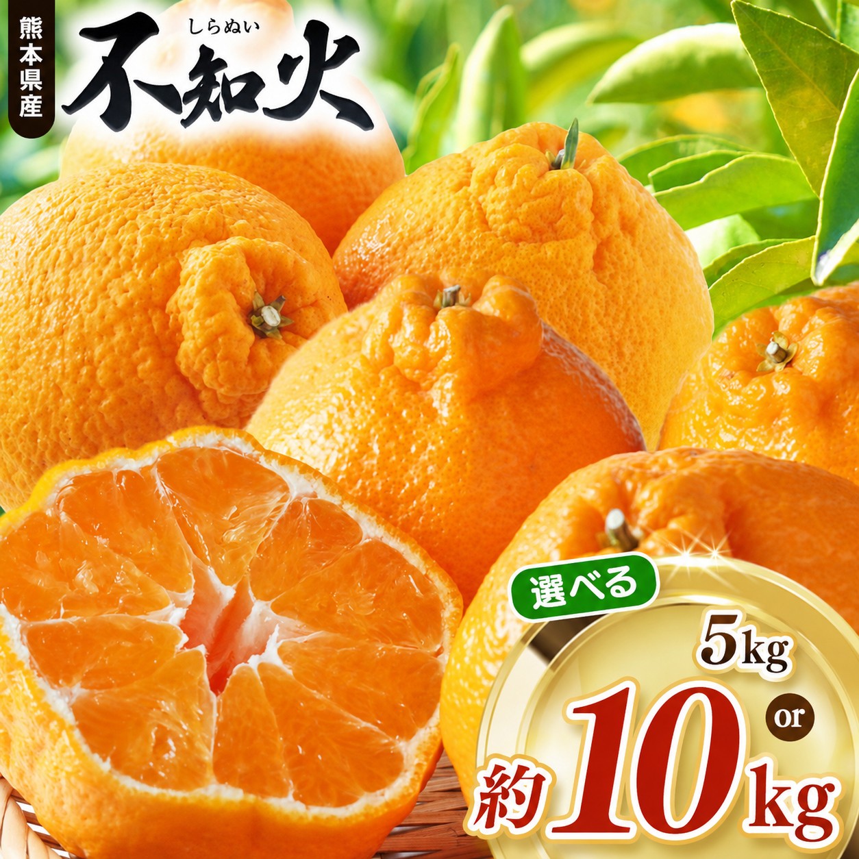 【ふるさと納税】 選べる内容量 不知火 約 5kg or 10kg 池田ファーム | デコポン しらぬい フルーツ 和製 果物 熊本県産 熊本県 熊本 くまもと 和水町 なごみまち なごみ 柑橘類 果物 フルーツ