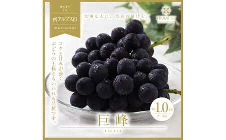 ＜2025年発送分先行予約＞南アルプス市産　旬の採れたて巨峰　2～3房入り　約1kg ALPAH011