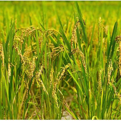 ふるさと納税 大網白里市 【令和7年産】2年連続特A評価!　千葉県産コシヒカリ25kg (5kg×5袋) |  | 03