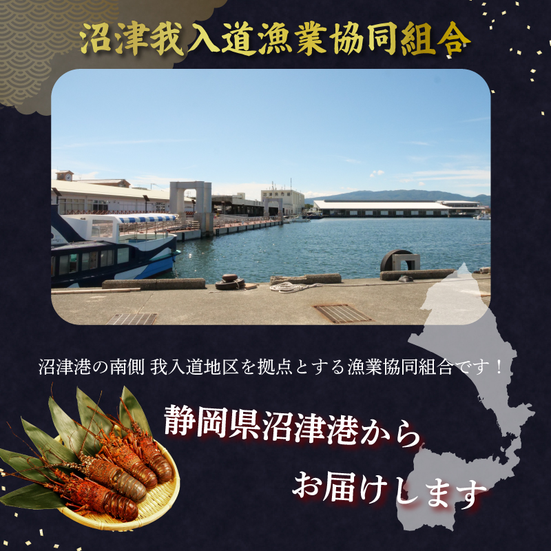 【訳あり】静岡県産　冷凍 伊勢海老　4尾〜6尾　約 計800g相当　沼津我入道漁業協同組合