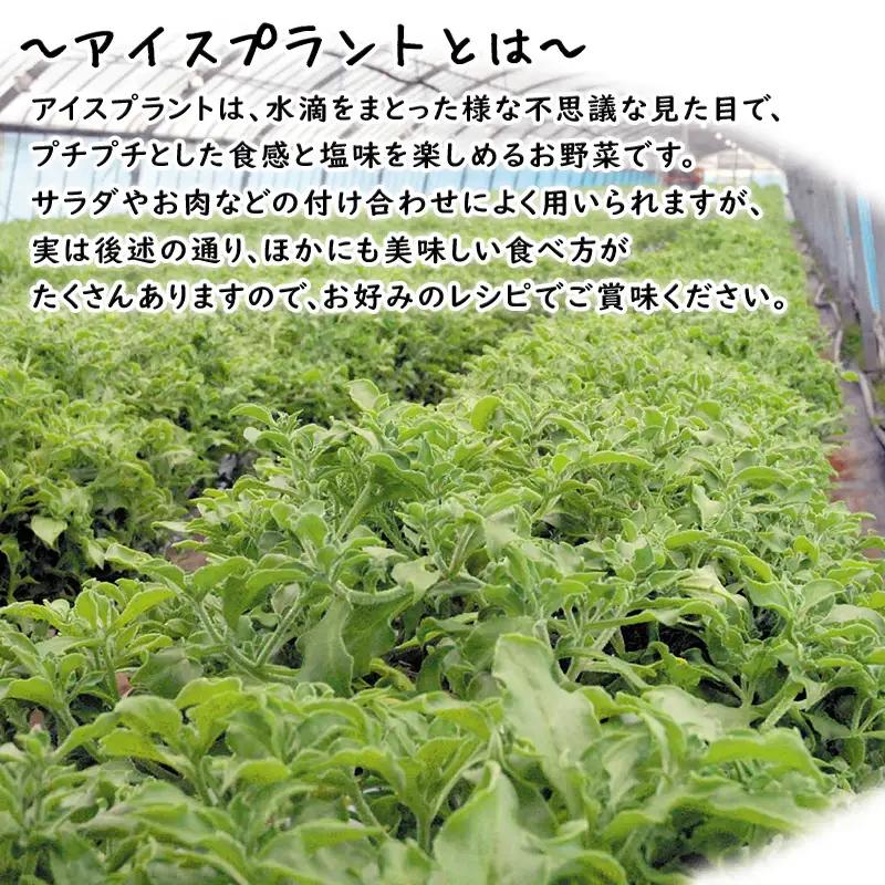 『先行予約』【12月上旬より順次発送】冬穫れハウスモロヘイヤ(100g×5袋)とアイスプラント(70g×5P)セット 3箱