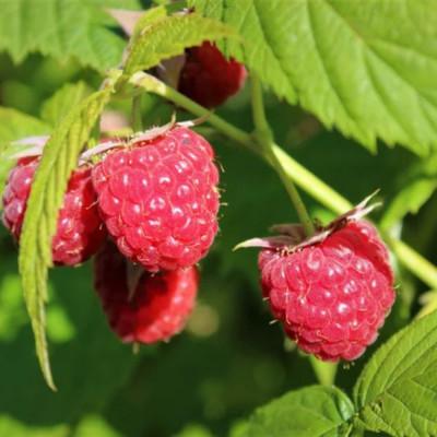 ふるさと納税 帯広市 【希少!国産ラズベリーシード】ラズベリーシードオイル スポイト付き 遮光瓶入30ml×5本 |  | 02