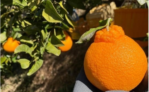 【先行予約】【1/31まで】不知火1kgとドライフルーツのセット ※3月以降順次発送予定※ / 和歌山県 しらぬい  フルーツ 果物 柑橘 田辺市 イチジク いちじく 無花果 【nak029】