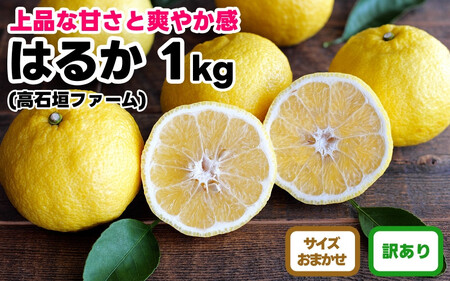訳あり はるか 1kg M～2Lサイズおまかせ 高石垣ファーム