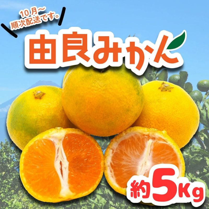 
            由良 みかん 約5kg ( みかん 果物 由良 みかん フルーツ 西浦 みかん 柑橘 オレンジ 国産 ゆら )
          