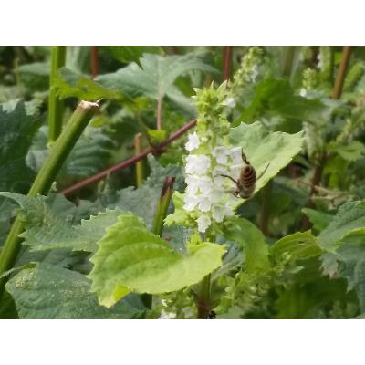 ふるさと納税 藍住町 藍の里　日本ミツバチの純粋はちみつ　(300g) |  | 03