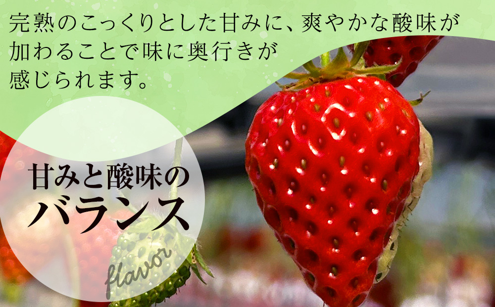 北海道産 完熟よつぼし苺(約250g×8パック)