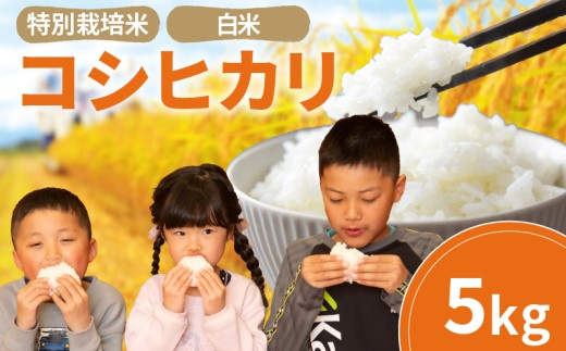 こしひかり 白米 5kg 2025年産 竜の舞 特別栽培米 国産 安心 安全 近江米 米 お米 白米 お弁当 玄米 産地直送 滋賀県 竜王町 送料無料