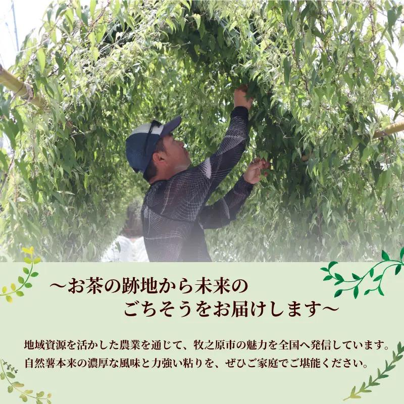 【R8年12月から発送】自然薯 900g  個包装 静岡県 牧之原市 自然薯 たくみファーム