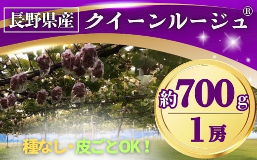 【2025年先行予約】ぶどう クイーンルージュ® 約700g(1房) 長野県オリジナル品種｜ 果物 フルーツ 赤ぶどう 葡萄 ブドウ 種無し 種なし 皮ごと 千曲市 長野県 信州