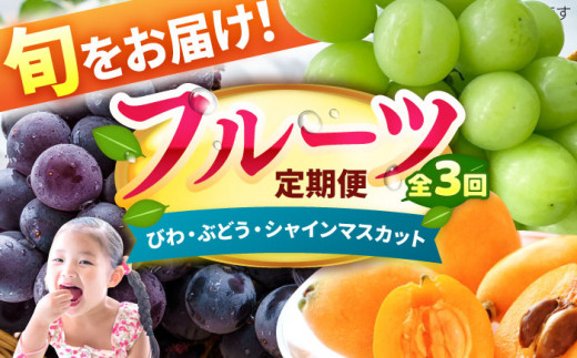 【★先行予約★ 2026年4月発送開始】【3回定期便】フルーツ定期便（びわ/ぶどう/シャインマスカット） 枇杷 ブドウ ますかっと 果物 くだもの 大粒 果汁 冷蔵 甘い デザート 旬 食べ比べ 新鮮 広川町 / JAふくおか八女農産物直売所どろや [AFAB025]