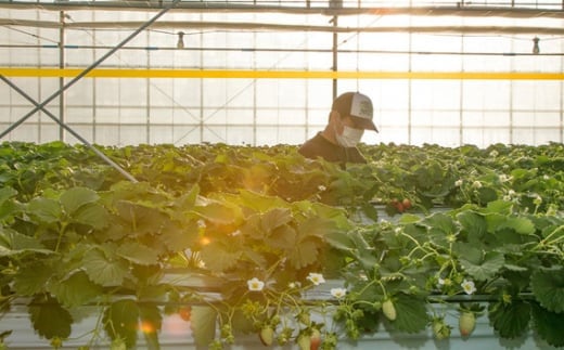 【先行予約】とちおとめ【2パック×260g】まなこころ・葵 ｜ とちおとめ トチオトメ イチゴ 苺 いちご あおい 新鮮 中粒 箱 2P 真心農園 果物 フルーツ 自然 甘い 美味しい ジューシー ビ