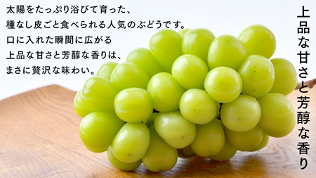 シャインマスカット 5kg （8～12房）【2025年9月より発送開始】（茨城県共通返礼品 [ぶどう]：結城市産） 