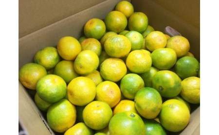 【先行予約】紀州和歌山有田産ゆら早生みかん 5kg　※2026年10月下旬頃〜2026年11月上旬頃順次発送（お届け日指定不可）/ ゆら早生  みかん ミカン  和歌山 早生【uot721】