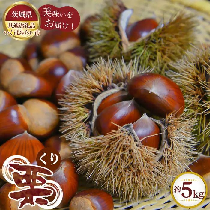 【先行予約】栗　約5kg【茨城県共通返礼品 つくばみらい市】 No.305
