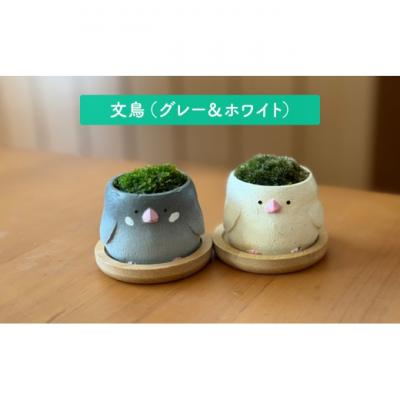 ふるさと納税 小郡市 アニマルコケペア アニマル 鉢 置物 インテリア 雑貨 【うさぎペア】[No5354-7144] |  | 01